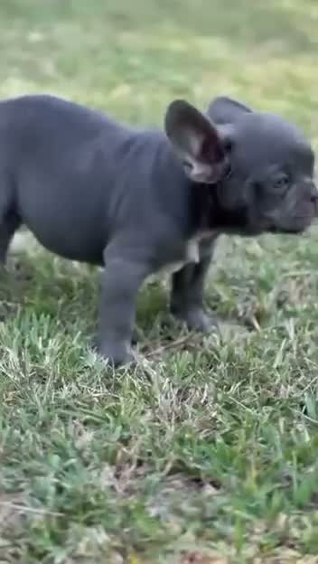 French Bulldog Puppy, farm video
