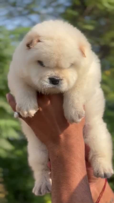 Chow Chow Puppies, farm video