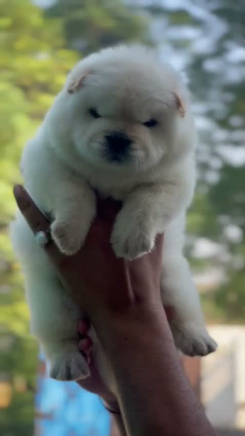 Chow Chow Puppies, farm video