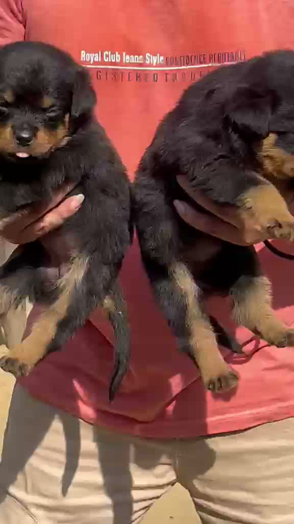 Rottweiler Puppy, farm video