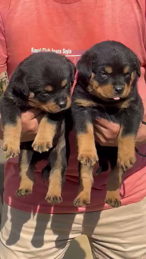 Rottweiler Puppy, farm video