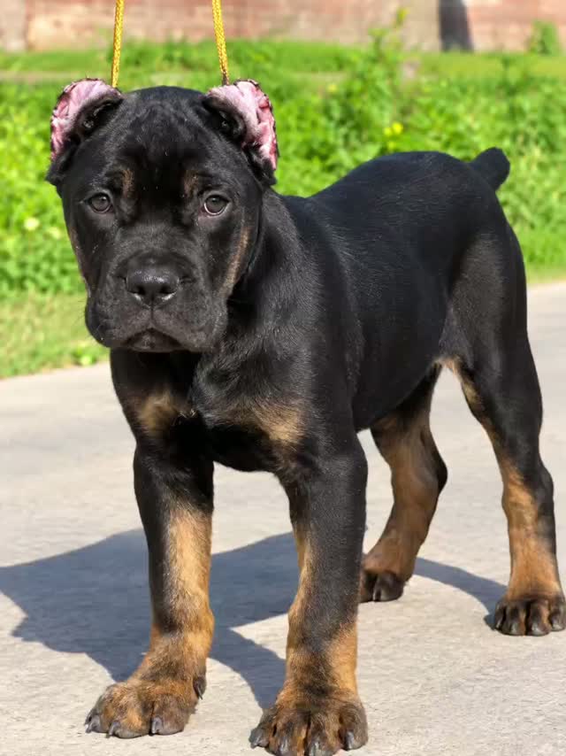 Cane Corso Puppy | Brindle, farm video