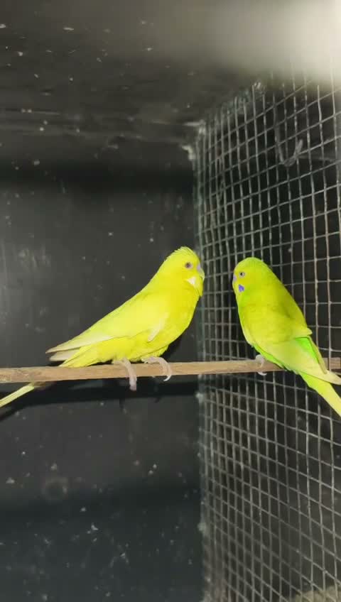 Budgies | Fallow, farm video