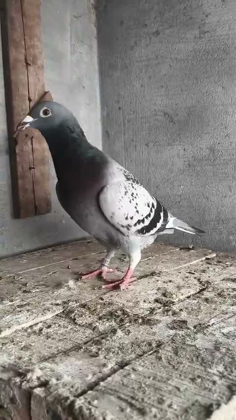 Fantail Pigeon, farm video
