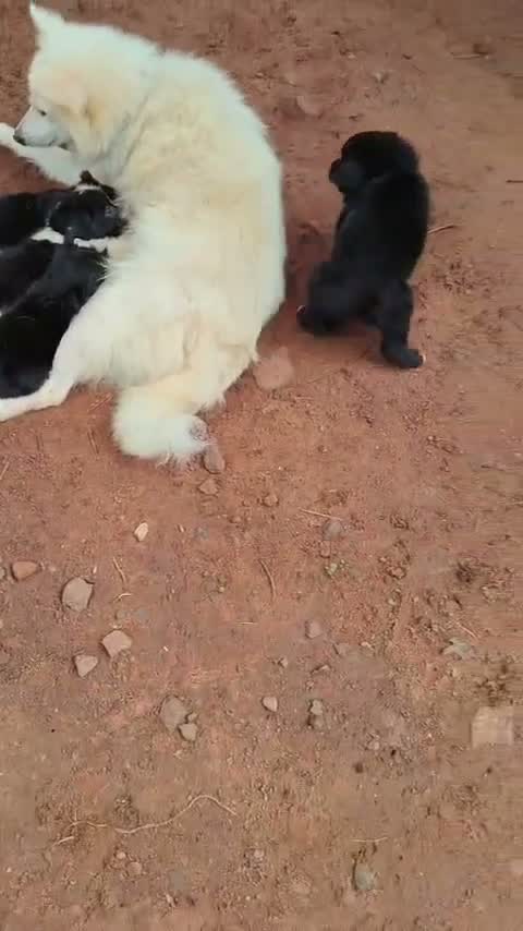Culture Pom Puppy, farm video