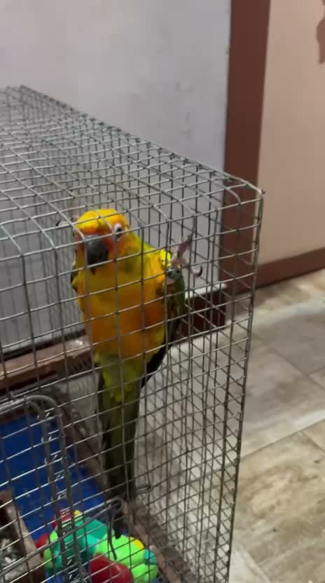 Small Cheek Conure, farm video
