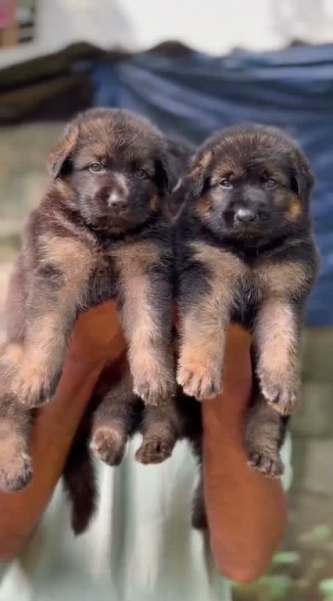 German Shepherd Puppy, farm video