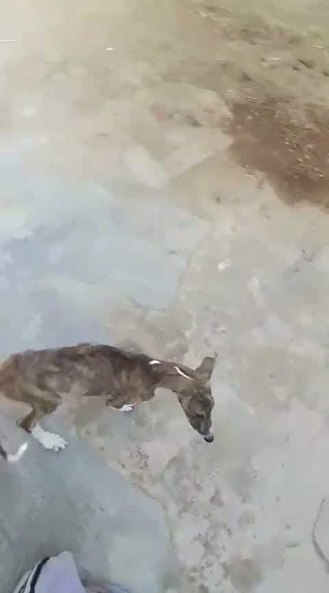 Greyhound Puppy, farm video