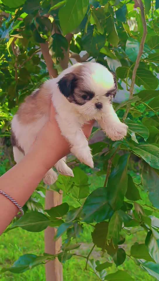 Shih Tzu | Black Color, farm video