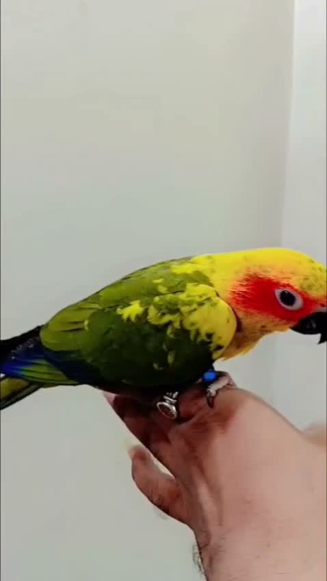 Small Cheek Conure, farm video