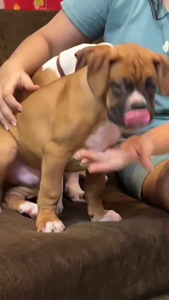 Boxer Puppy, farm video