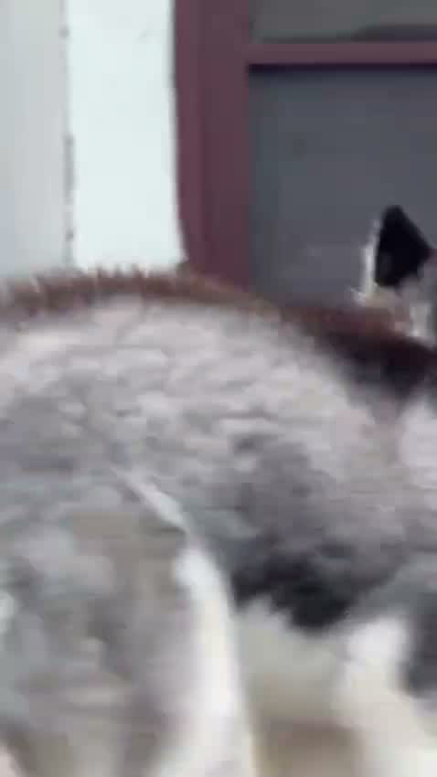 Siberian Husky Puppy | Black & White Color, farm video