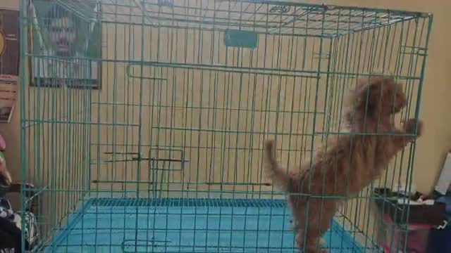Standard Poodle Puppy | White, farm video