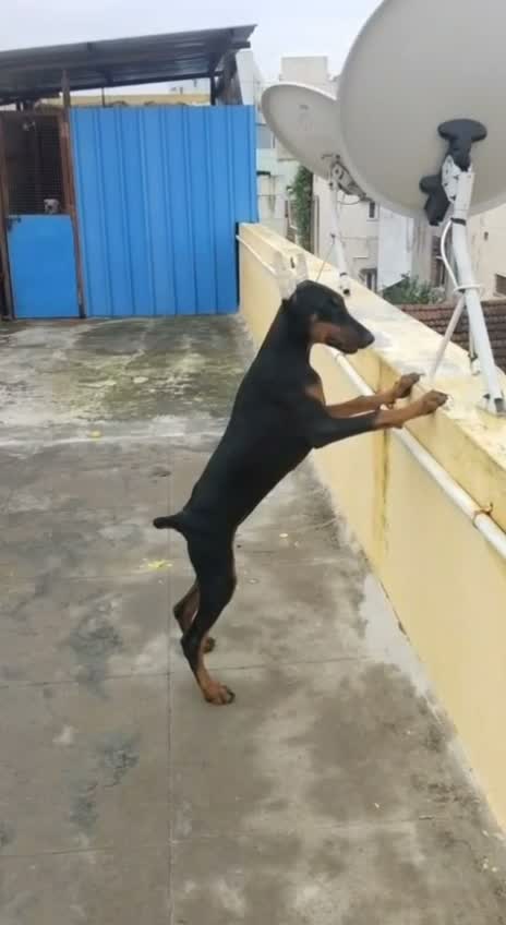 Doberman Pinscher Puppy, farm video