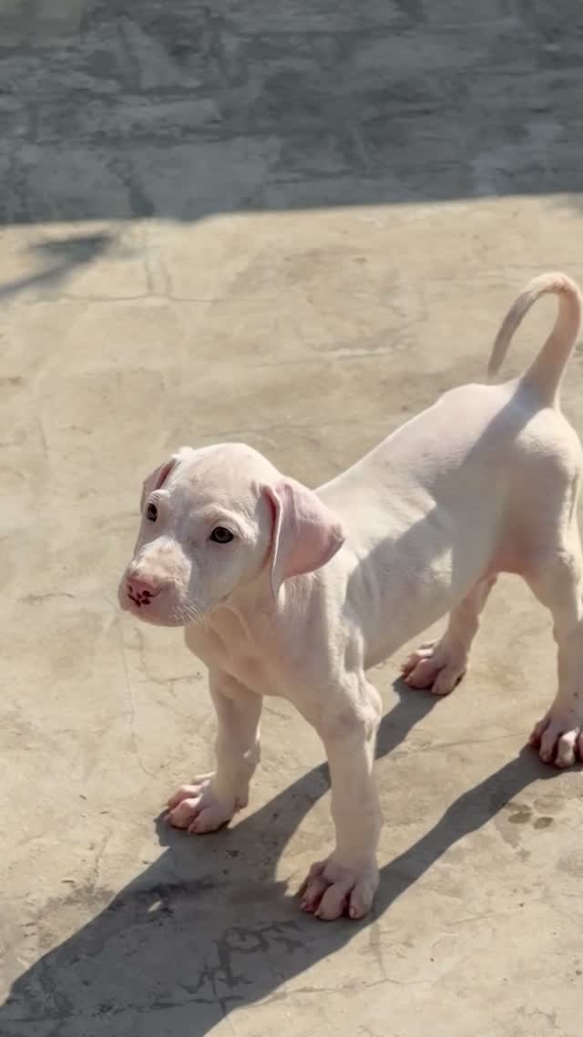 American Bully Pocket Size Puppy, farm video