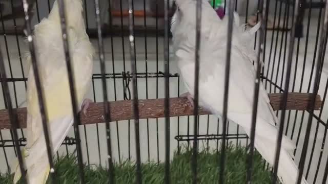 Helicopter Budgies, farm video