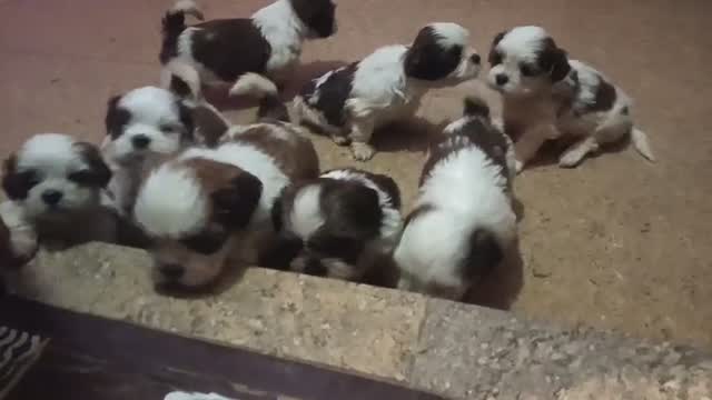 Shih Tzu | Black Color, farm video