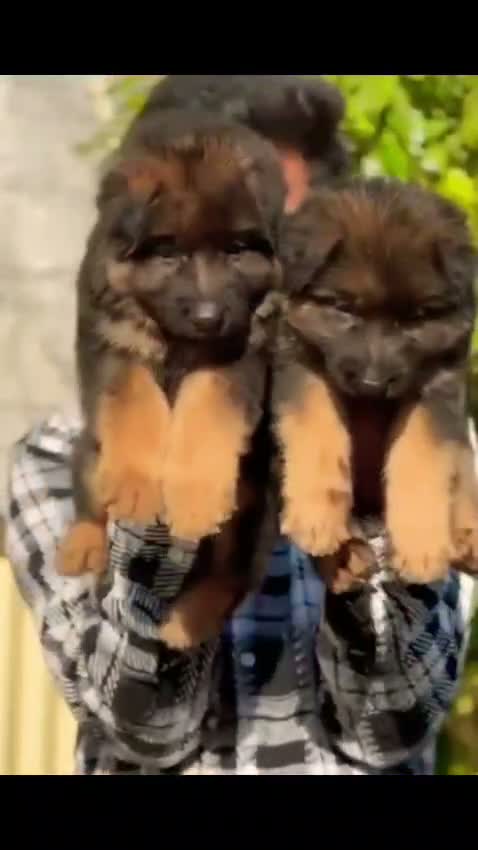 Dachshund Puppy | Brown & Tan, farm video