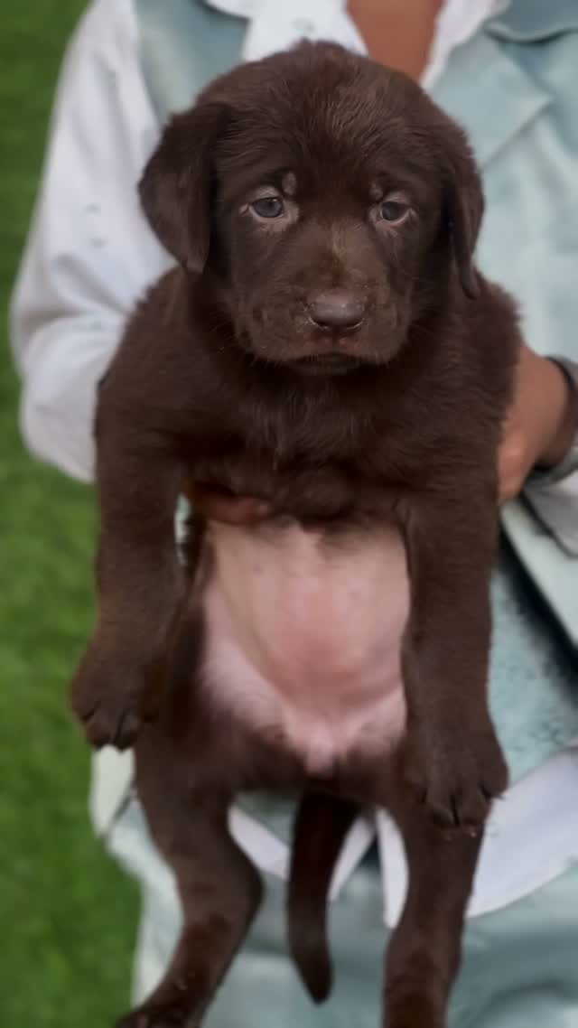 Dachshund Puppy | Brown & Tan, farm video
