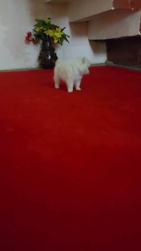 Pomeranian Puppy, farm video