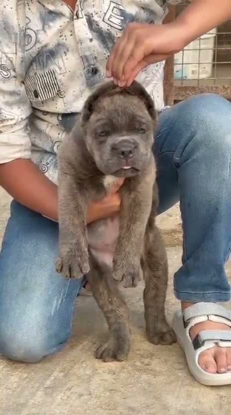 Cane Corso Puppy, farm video