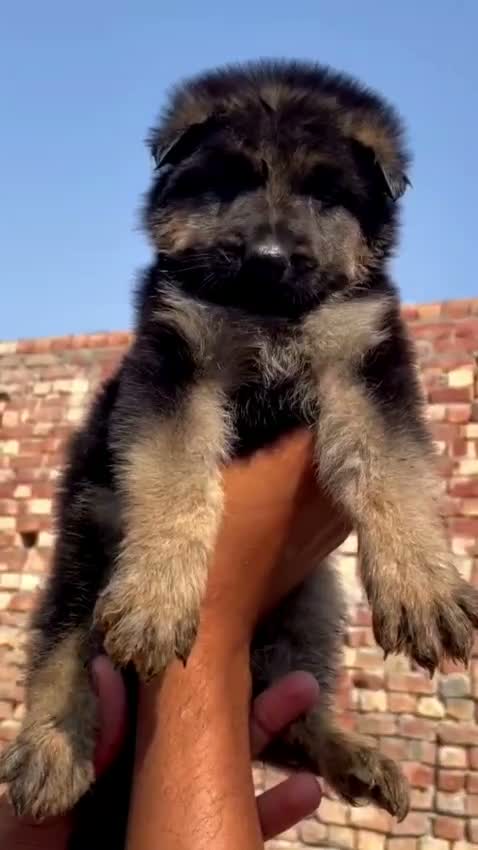 German Shepherd Puppy, farm video
