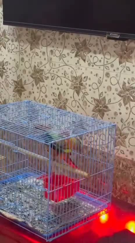 Small Cheek Conure, farm video