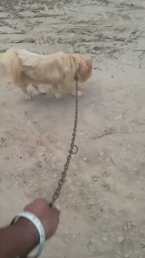 Chow Chow Puppies, farm video