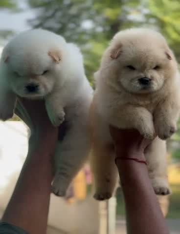 Chow Chow Puppies, farm video
