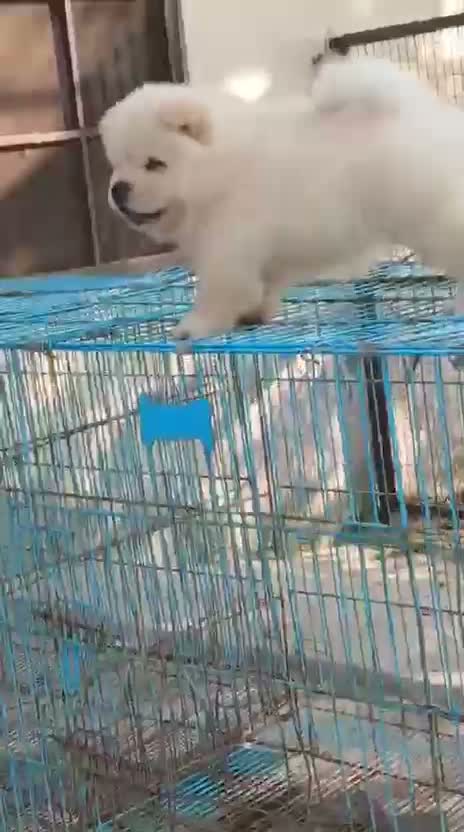 Chow Chow Puppies, farm video