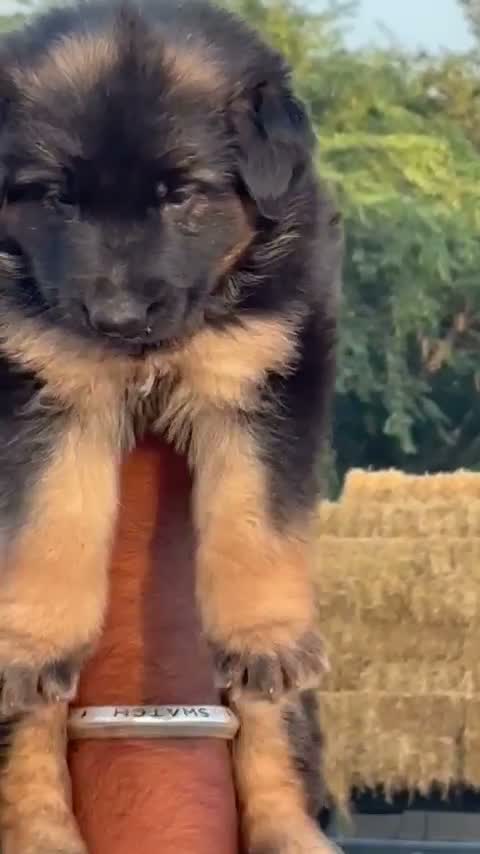 German Shepherd Puppy, farm video