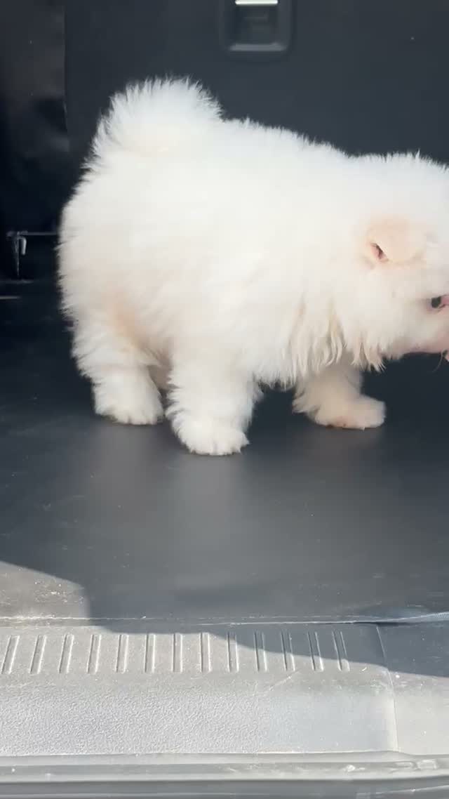 Pomeranian Puppy, farm video