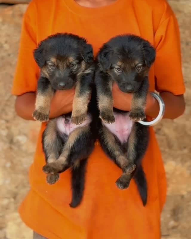 German Shepherd Puppy, farm video