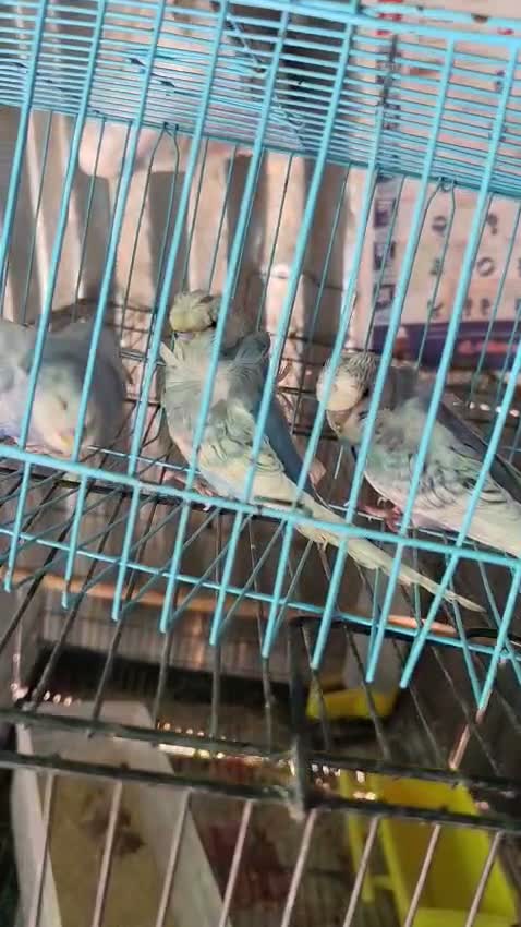 Homer Pigeon, farm video