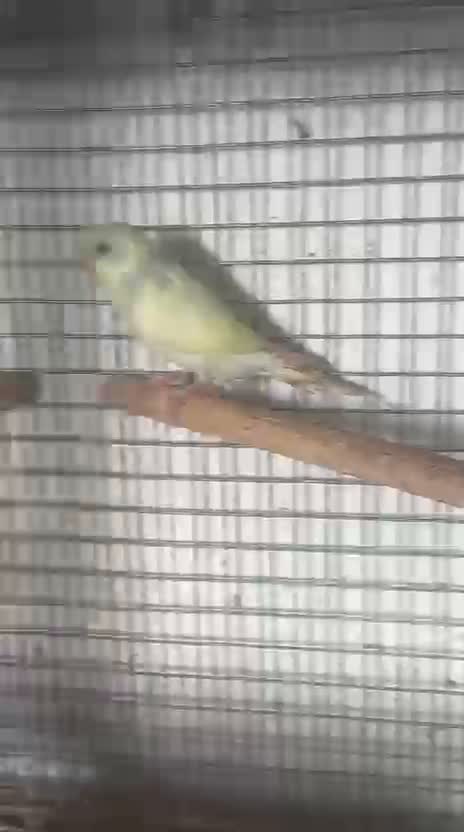 Helicopter Budgies, farm video