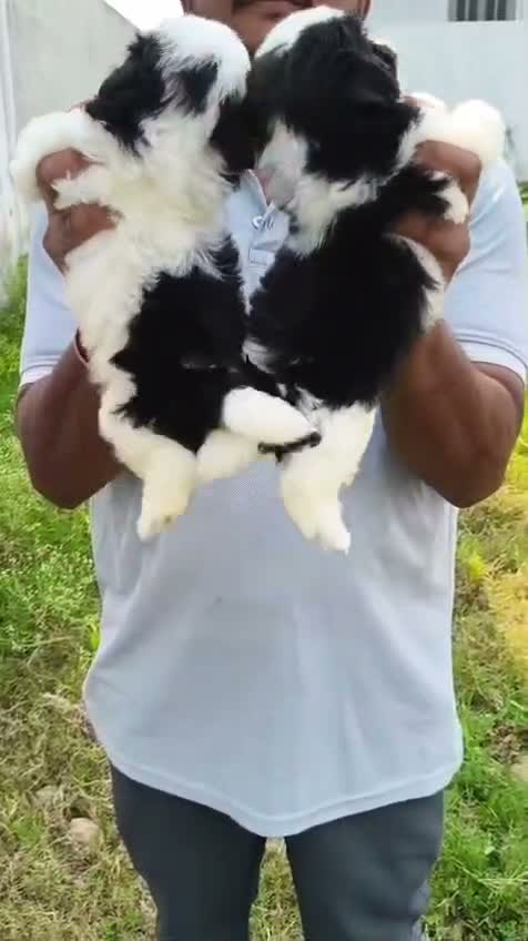 Shih Tzu | Black Color, farm video