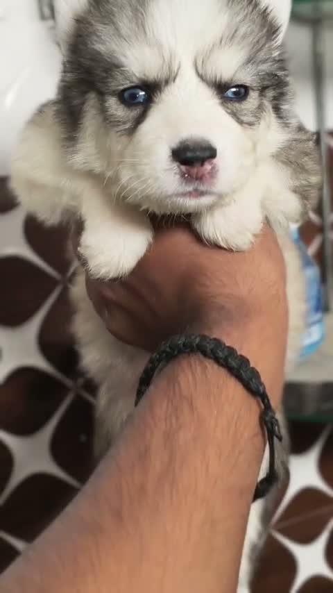 Siberian Husky Puppy | Black & White Color, farm video