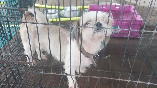 Shih Tzu | Black Color, farm video