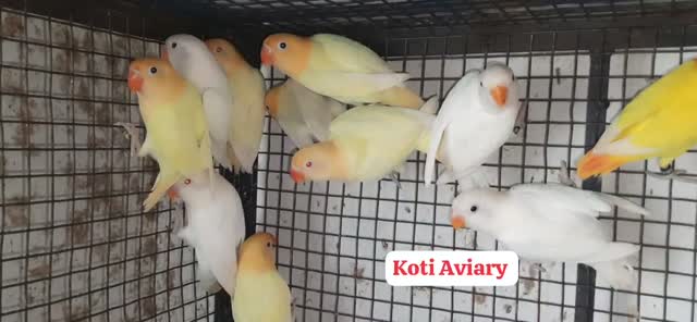 African Love Birds | Fallow, farm video