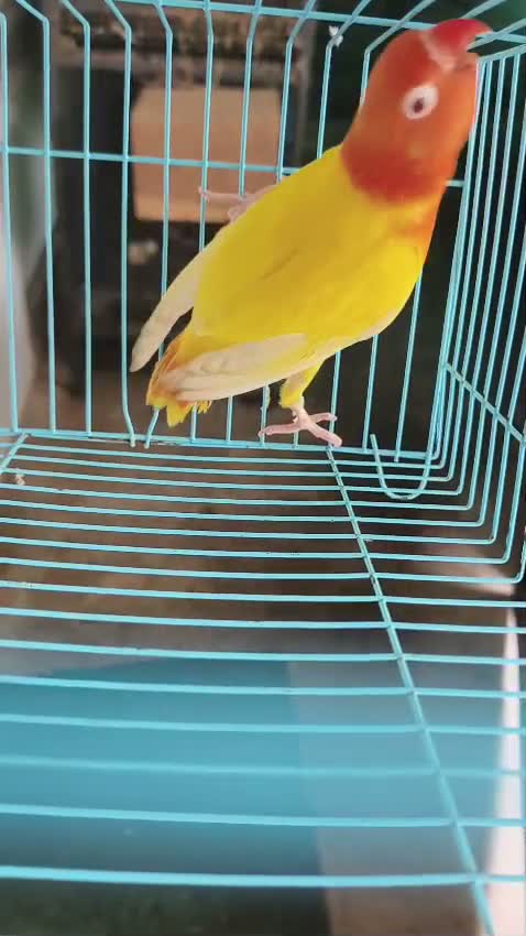African Love Birds | Lutino, farm video
