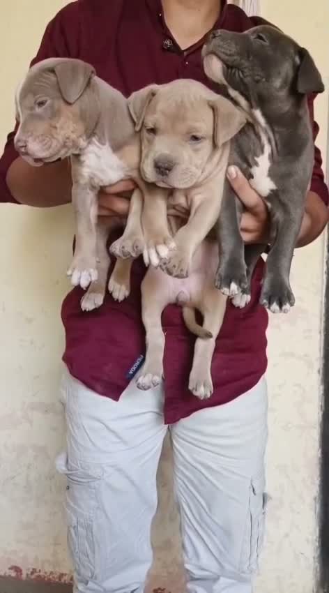 Dachshund Puppy | Brown & Tan, farm video