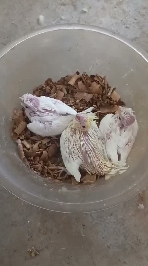 Cockatiel | Pied, farm video