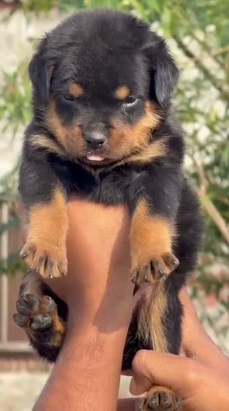 Rottweiler Puppy, farm video