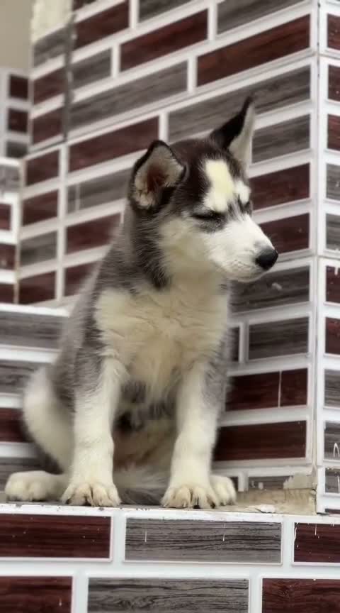 Siberian Husky Puppy | Black & White Color, farm video