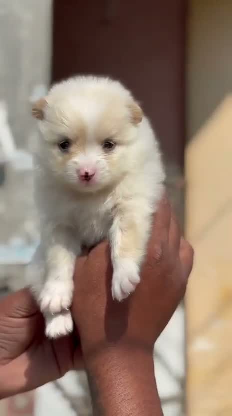 Pomeranian Puppy, farm video