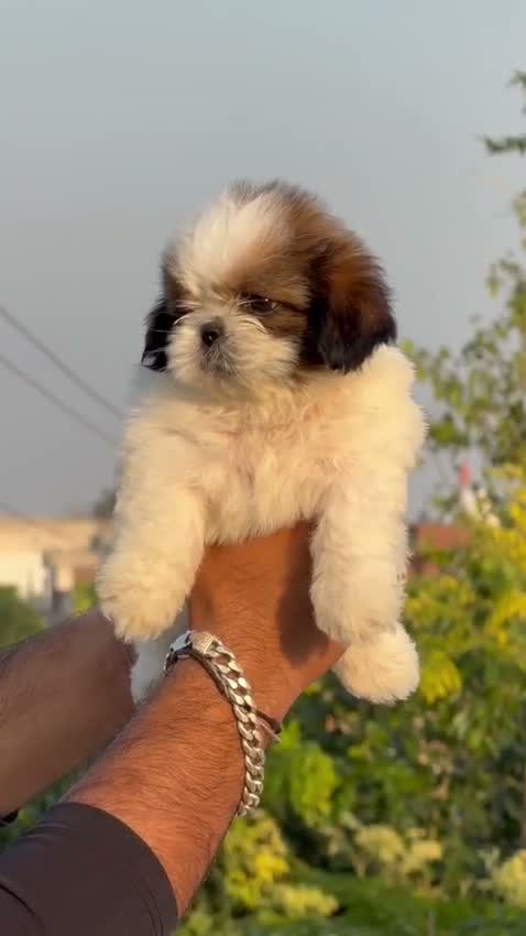 Shih Tzu | Black Color, farm video