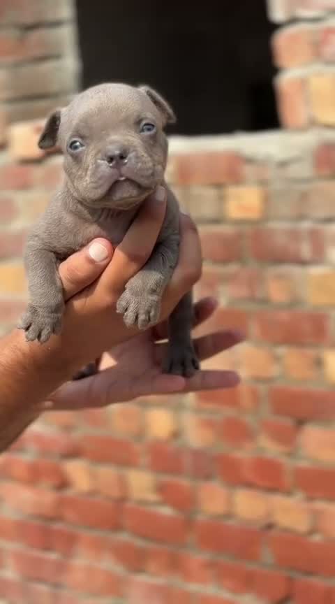 American Bully XL Size Puppy, farm video