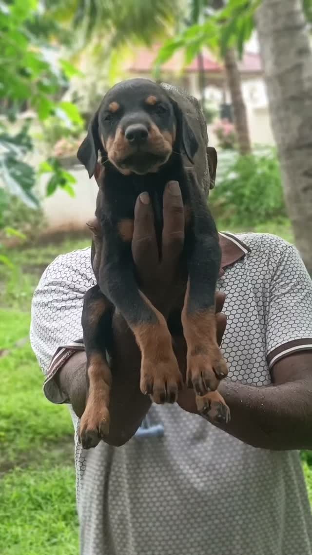 Doberman Pinscher Puppy, farm video