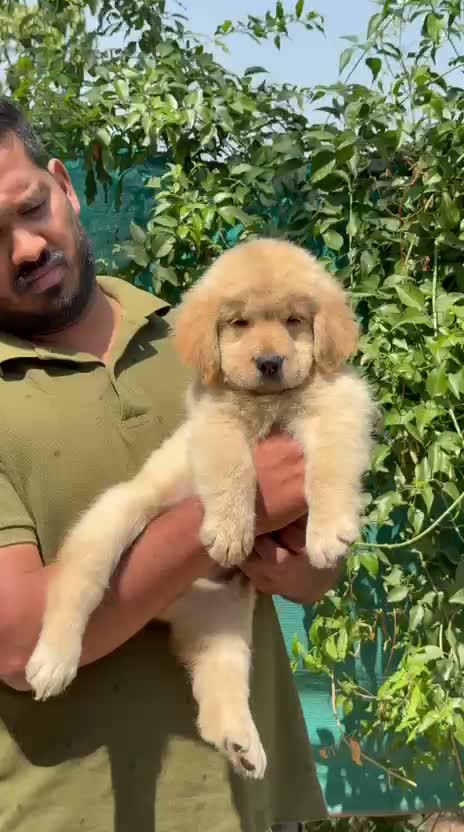 Golden Retriever, farm video