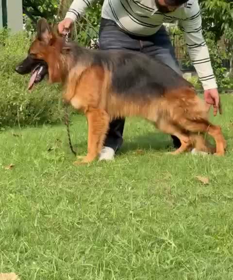 German Shepherd Puppy, farm video